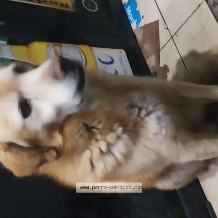 Foto 1/1 Perro encontrado Encontrado en Santiago