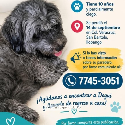 Foto 1/1 Dogui Perro perdido en San Salvador