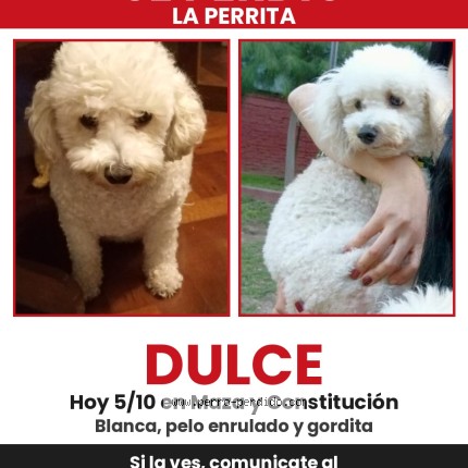 Foto 1/1 Perro reunido Perdido en Buenos Aires