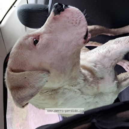 Foto 1/1 Perro encontrado Encontrado en Maldonado