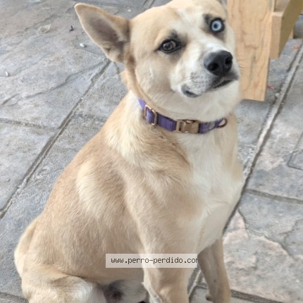 Foto 1/1 waffle Perro perdido en Santiago De Queretaro