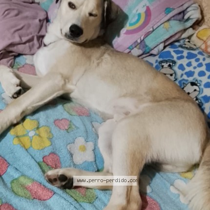 Foto 1/1 Boby Perro perdido en Tultitlan