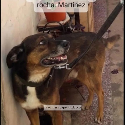 Foto 1/1 poncho Perro perdido en Martinez