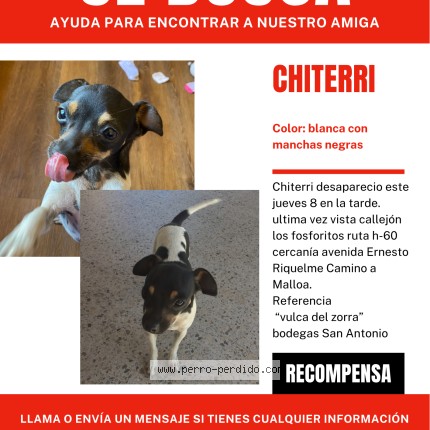 Foto 1/1 chiterri Perro perdido en Rengo