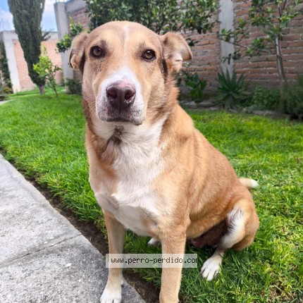 Foto 1/1 Luna Perro perdido en Toluca