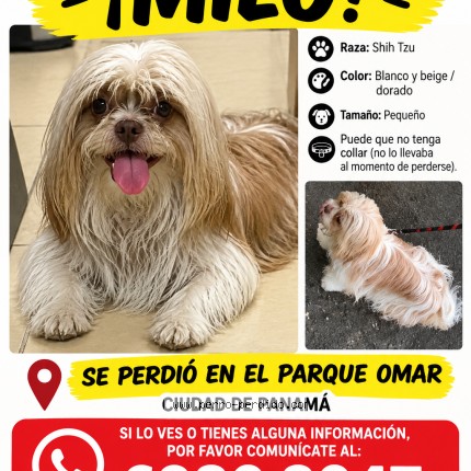 Foto 1/1 MILO Perro perdido en Panama