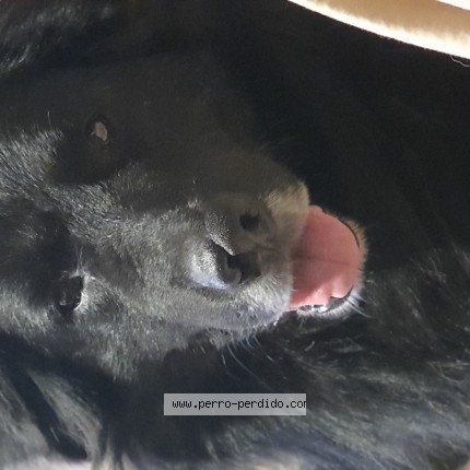 Foto 1/1 Perro encontrado Encontrado en Santiago