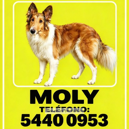Foto 1/1 Moly Perro perdido en Quetzaltenango