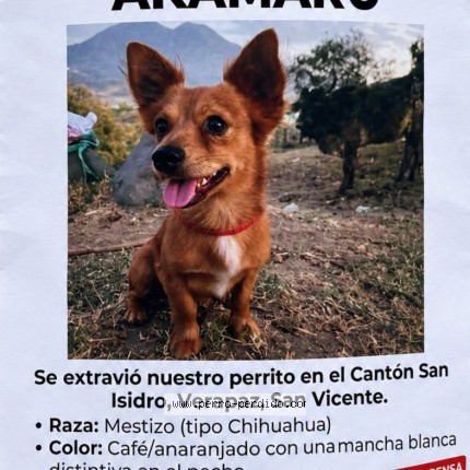 Foto 1/1 Akamaru Perro perdido en Verapaz