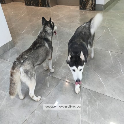 Foto 1/1 Perro encontrado Encontrado en Guayaquil