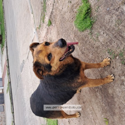 Foto 1/1 Perro encontrado Encontrado en Montevideo