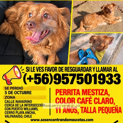 Foto 1/1 Chuga Perro perdido en Valparaiso