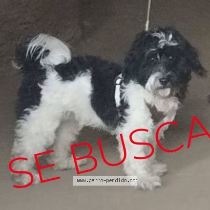 Foto 1/1 Bruce Perro perdido en Comuna Cerro Navia