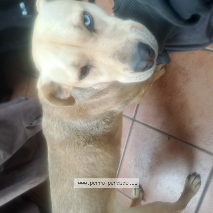 Foto 1/1 Perro encontrado Encontrado en Santiago