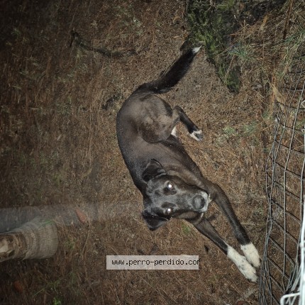Foto 1/1 Perro encontrado Encontrado en Ciudad De La Costa