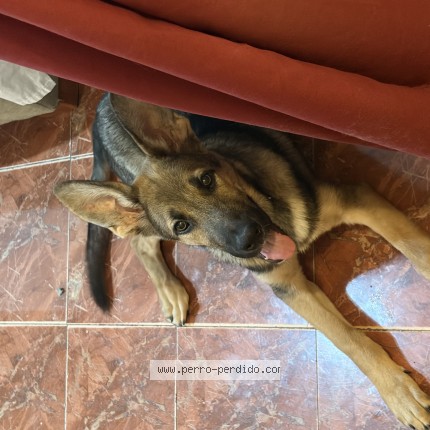 Foto 1/1 ares Perro perdido en Alicante