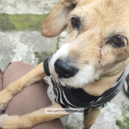 Foto 1/1 Spike Perro perdido en Belvedere