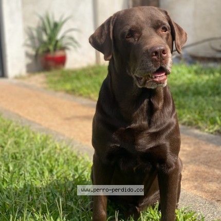 Foto 1/1 Bach Perro perdido en Fernando De La Mora