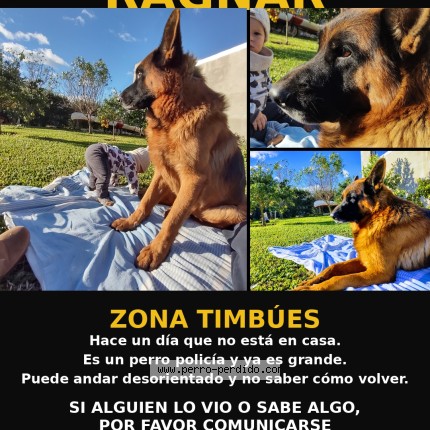Foto 1/1 ragnae Perro perdido en Timbues