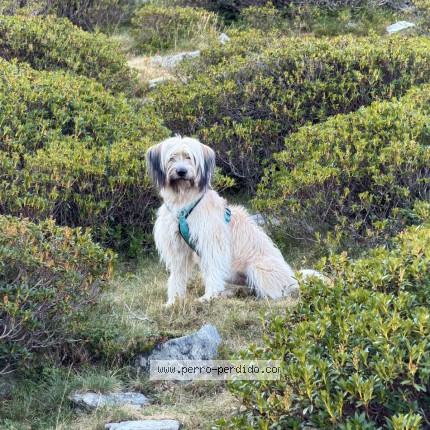 Foto 1/1 Suna Perro perdido en Mollet Del Valles Barcelona
