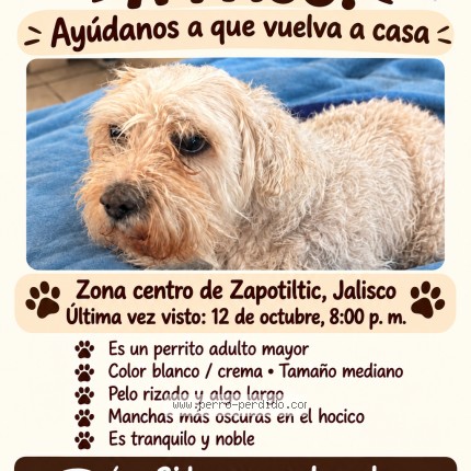 Foto 1/1 Paco Perro perdido en Zapotiltic
