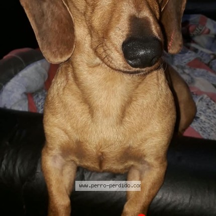Foto 1/1 Chicha Perro perdido en Almirante Brown