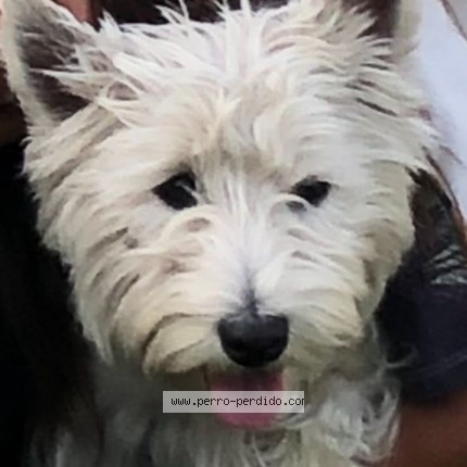 Foto 1/1 clarita Perro perdido en Chicureo