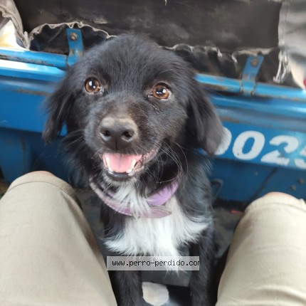 Foto 1/1 Magy Perro perdido en Lima