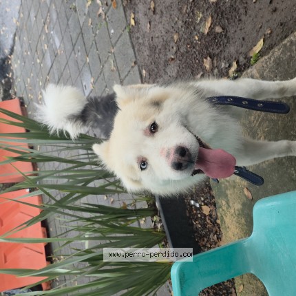 Foto 1/1 Perro encontrado Encontrado en Tepotzotlan Centro