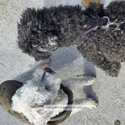 Foto 1/1 Perro encontrado Encontrado en Sarandi