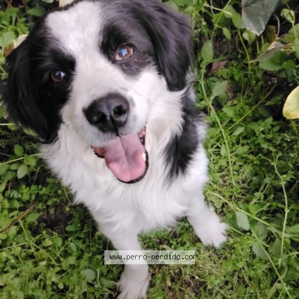 Foto 1/1 Perro reunido Perdido en Santiago