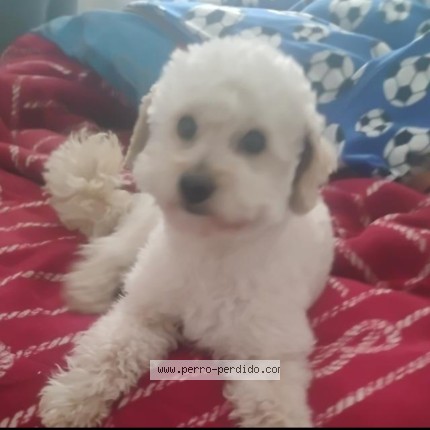 Foto 1/1 Doki Perro perdido en Santiago