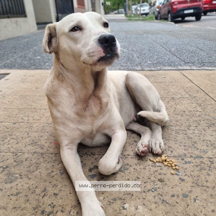Foto 1/1 Perro encontrado Encontrado en Villa Luro Capital Federal