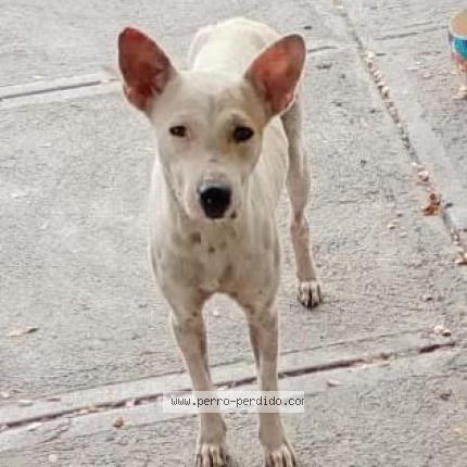 Foto 1/1 Perro encontrado Encontrado en General Escobedo