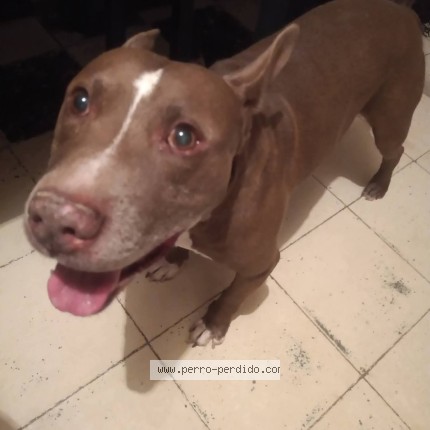 Foto 1/1 Judas Perro perdido en Leon Guanajuato