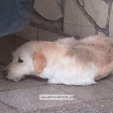 Foto 1/1 Perro encontrado Encontrado en Florida Oeste