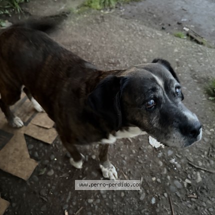 Foto 1/1 Perro encontrado Encontrado en Temuco