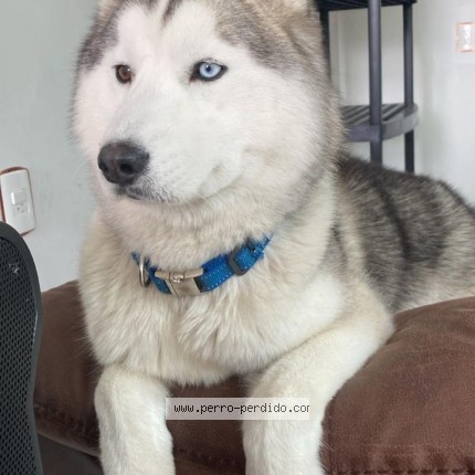 Foto 1/1 Skadi Perro perdido en Coyoacan Cdmx