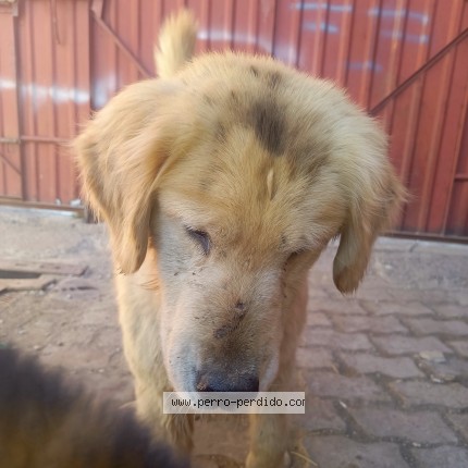 Foto 2/5 Perro encontrado Encontrado en La Paz El Alto