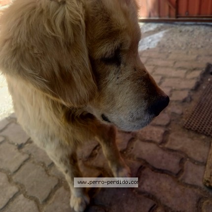 Foto 3/5 Perro encontrado Encontrado en La Paz El Alto
