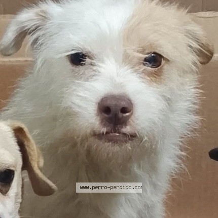 Foto 1/1 boky Perro perdido en Tehuacan