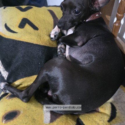 Foto 1/1 Tomas Perro perdido en Mexico