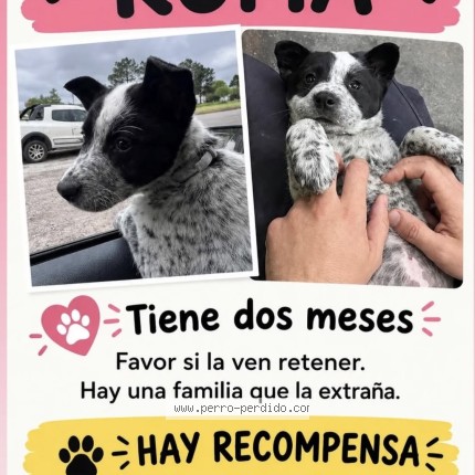 Foto 1/1 Roma Perro perdido en Biarritz