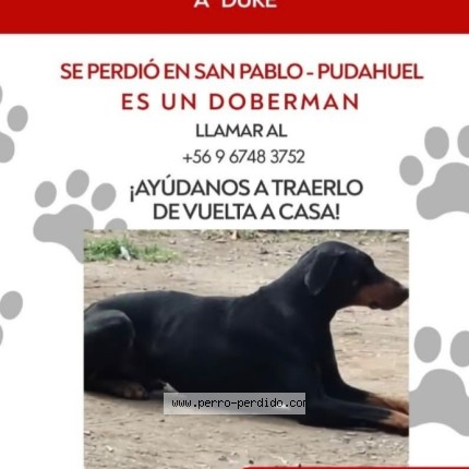 Foto 1/1 duke Perro perdido en Santiago