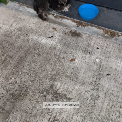 Foto 1/1 Perro encontrado Encontrado en Moron Sur