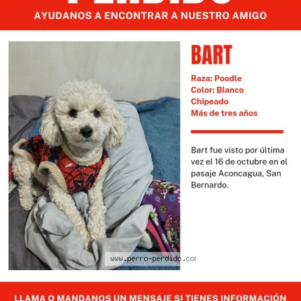 Foto 1/1 Perro reunido Perdido en Santiago