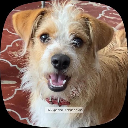 Foto 1/1 Mitzu Perro perdido en Guadalajara