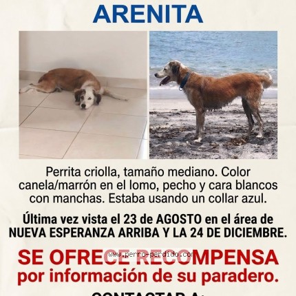 Foto 1/1 Arenita Perro perdido en La 24 De Diciembre