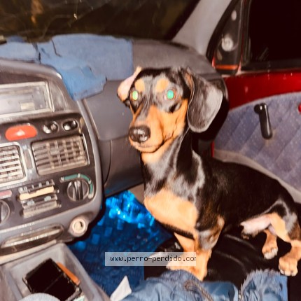 Foto 1/1 rocco Perro perdido en Salta