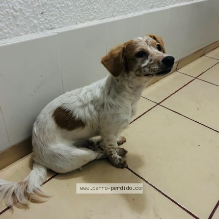 Foto 1/1 Gitana Perro perdido en Guadalajara